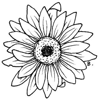 Drawing Of Gerbera Flower Beccy S Place Sunflower Gerbera Printable 3 Tattoos Digital