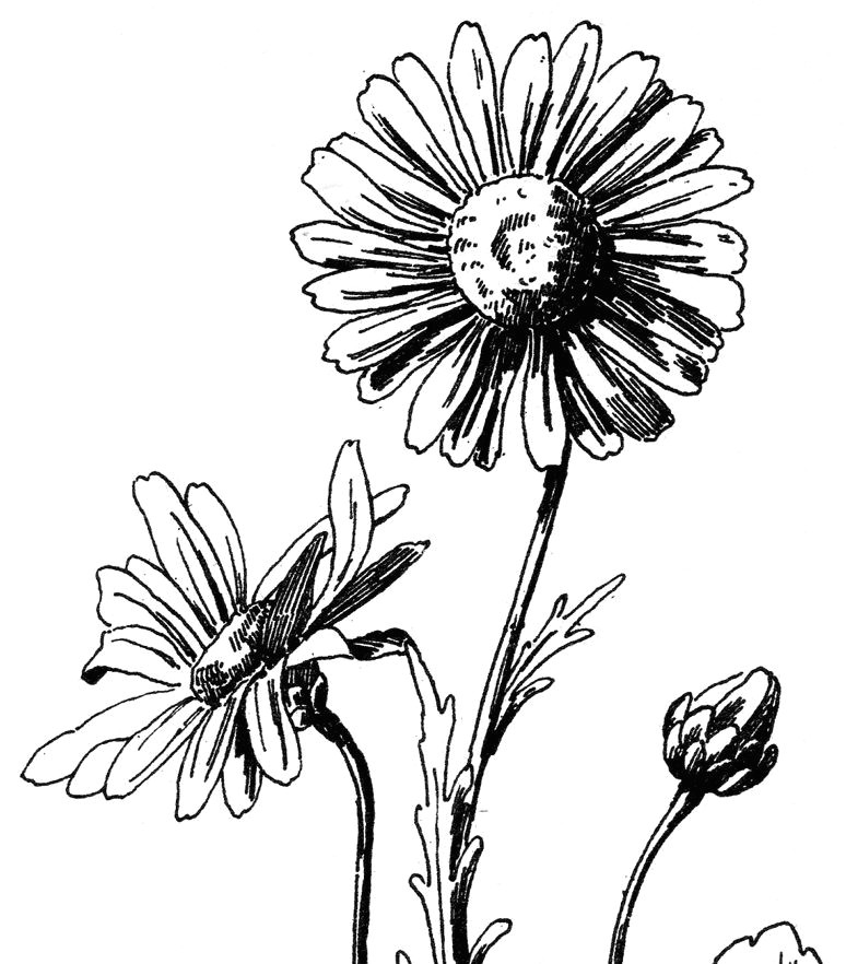 Drawing Of Gerbera Flower Free Daisy Drawing Inked Daisy Drawing Drawings Graphics Fairy
