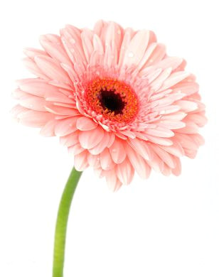 Drawing Of Gerbera Flower Gerbera 2 Flori Pinterest Gerbera Flowers and Pink Gerbera