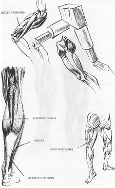 Drawing Of Girl Legs 242 Best Draw Human Legs Images Figure Drawing Anatomy Drawing