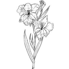 Drawing Of Gladiolus Flower 361 Best My Canvas Images Birth Flower Tattoos Flowers Gladioli