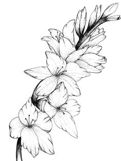 Drawing Of Gladiolus Flower 48 Best Gladiolus Tattoo Images Cute Tattoos Gladiolus Flower