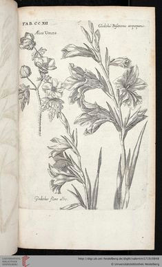 Drawing Of Gladiolus Flower 79 Best Gladioli Images Botanical Illustration Botanical Art