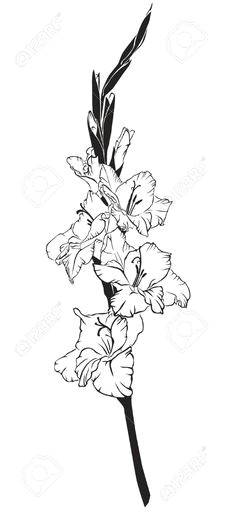 Drawing Of Gladiolus Flower Die 14 Besten Bilder Von Gladiolen Tattoo Gladiolus Tattoo