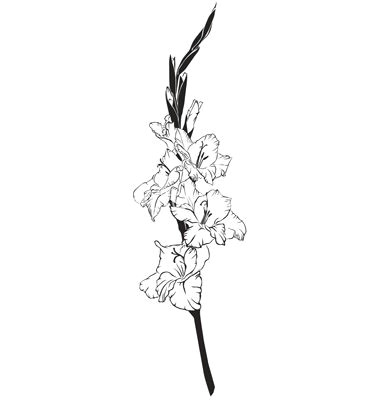 Drawing Of Gladiolus Flower Gladiolus On Vectorstock Drawing Tattoos Gladiolus Tattoo