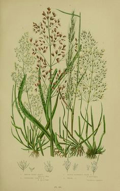 Drawing Of Grass Flowers 193 Best Flowering Plants Grasses Sedges Ferns Images