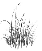 Drawing Of Grass Flowers How to Draw Grass Pencil Drawing Lesson Drawing Drawings