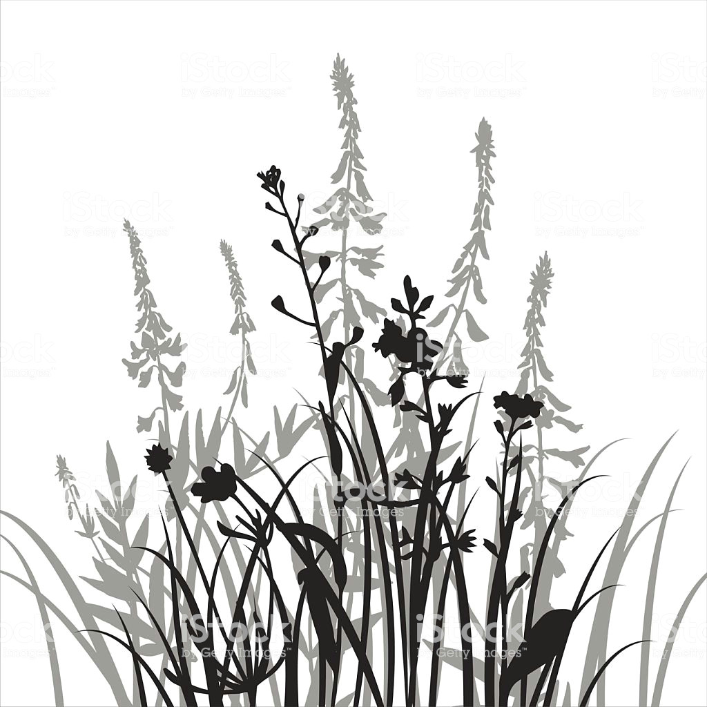 Drawing Of Grass Flowers Vector Silhouettes Of Flowers and Grass Stock Vector Art More
