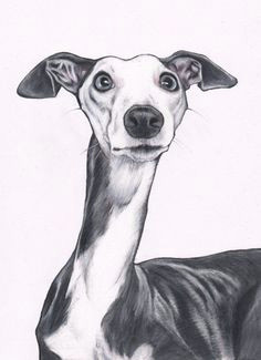 Drawing Of Greyhound Dog 1518 Best Drawing and Painting Images In 2019 Dog Portraits