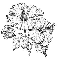 Drawing Of Gumamela Flower 1412 Nejlepa A Ch Obrazka Z Nasta Nky Flower Drawings Drawings