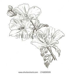 Drawing Of Gumamela Flower 248 Best Hibiscus Images Flower Designs Painting Flowers Pyrography