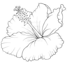 Drawing Of Gumamela Flower 28 Best Line Drawings Of Flowers Images Flower Designs Drawing