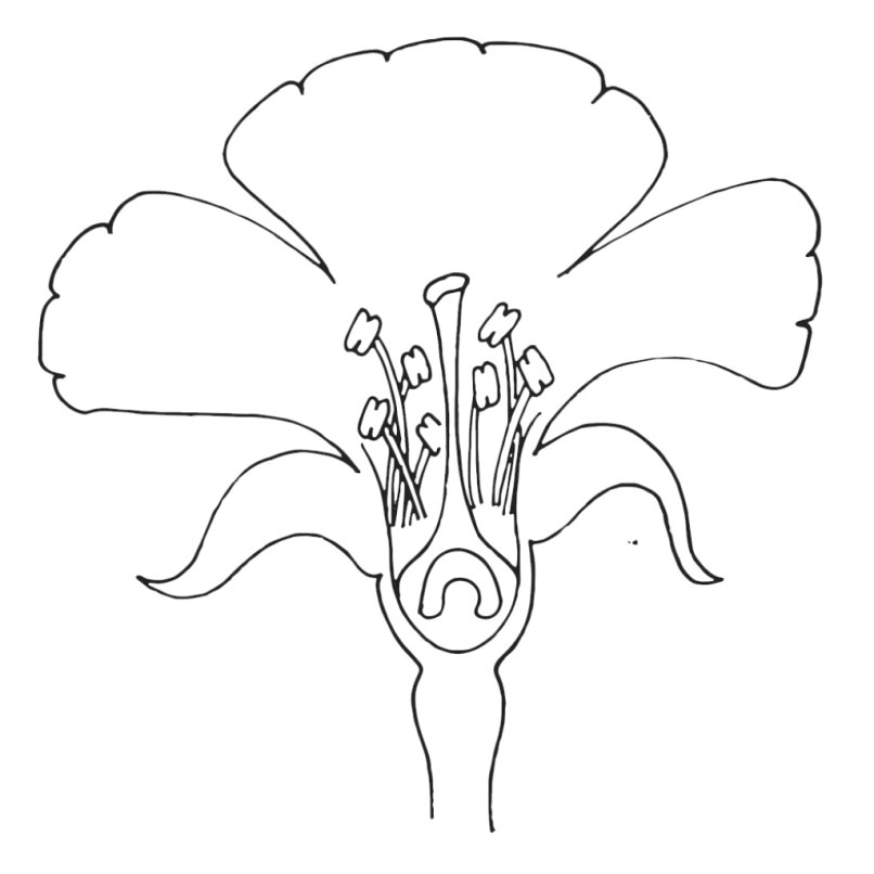 Drawing Of Gumamela Flower with Parts Hibiscus Flower with Parts Wajiflower Co
