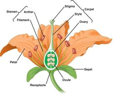 Drawing Of Gumamela Flower with Parts Parts Of A Flower Hibiscus Cycle 1 Classical Conversations