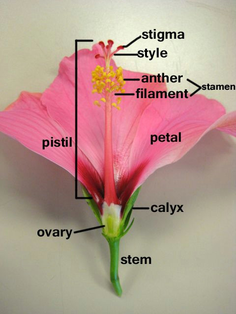 Drawing Of Gumamela Flower with Parts Parts Of A Flower Hibiscus Cycle 1 Classical Conversations