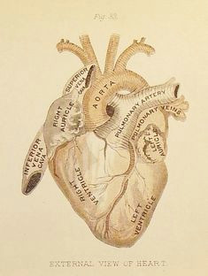 Drawing Of Hands Ripping A Heart 1596 Best Anatomical Heart Images Anatomical Heart Human Heart