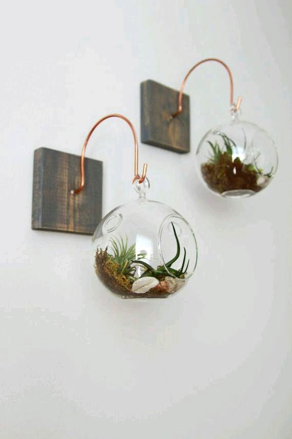 Drawing Of Hanging Flowers Air Plants Hanging From Rope In Your Trees Will Draw the Eye Up In