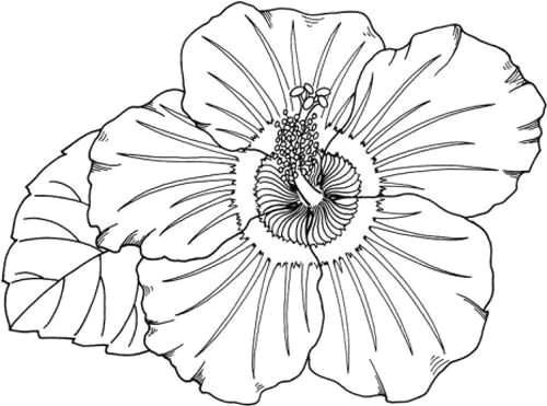 Drawing Of Hawaiian Flowers Best 24 Drawing A Flower Fabio Bortolani