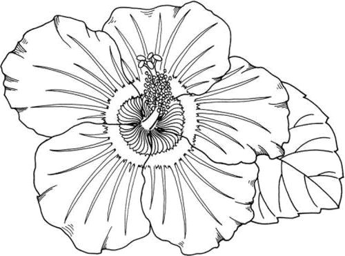 Drawing Of Hawaiian Flowers Hawaii Coloring Pages Best Of Free Coloring Pages Kids Lovely Free