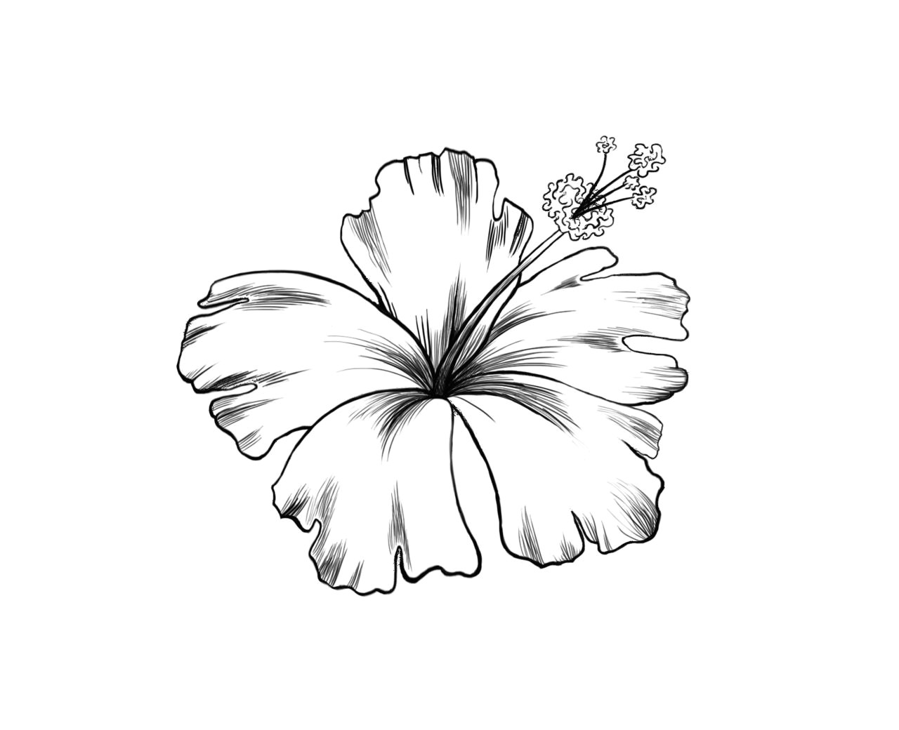 Drawing Of Hawaiian Flowers Jeremiah Dube Photo Tattoos Tattoos Tattoo Drawings Hibiscus