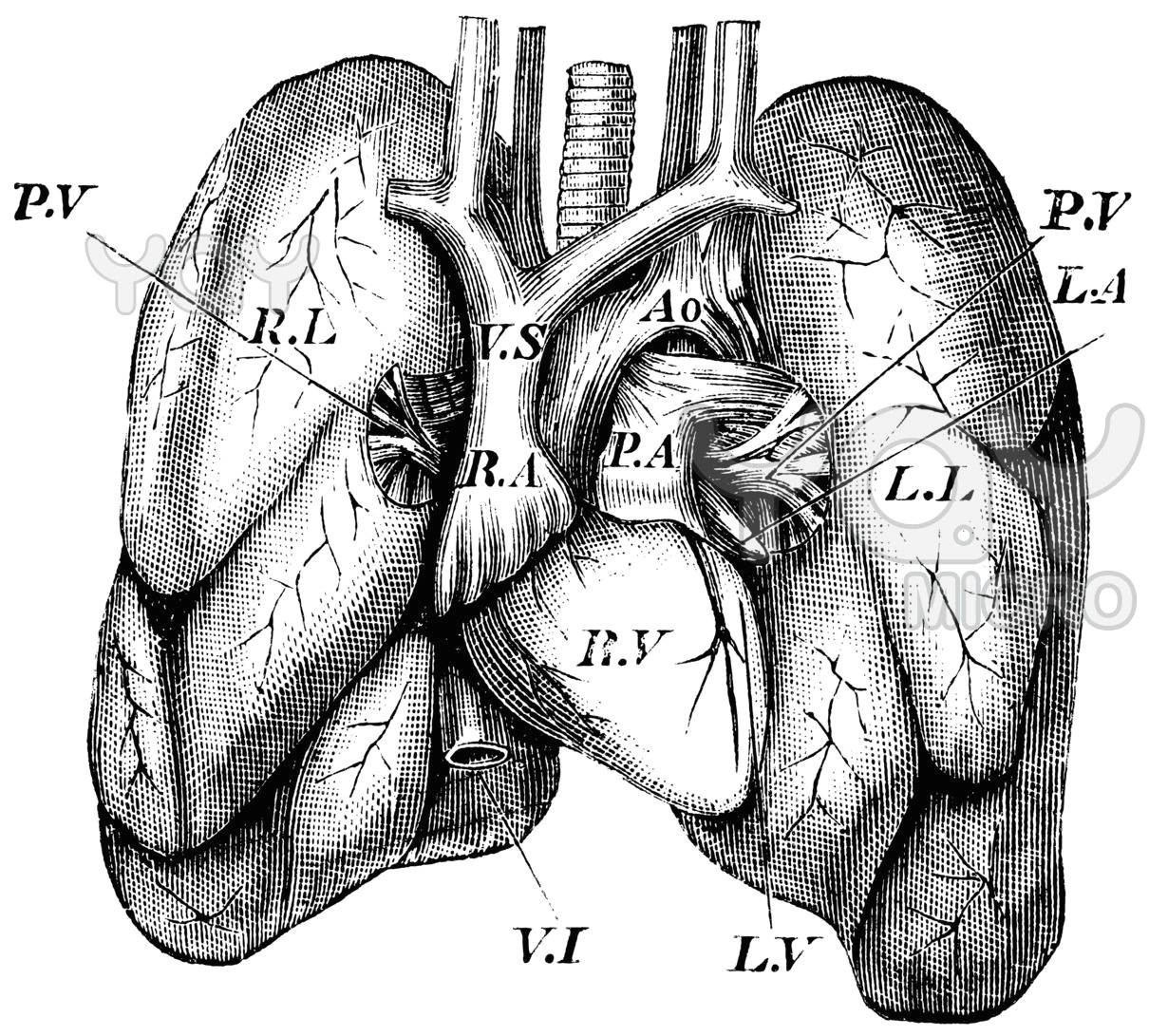 Drawing Of Heart and Lungs Antique Vintage Lungs Anatomy Medical Illustration Medical
