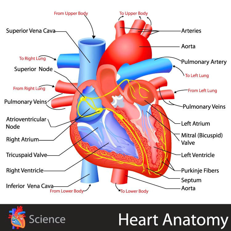 Drawing Of Heart and Lungs Heart Anatomy Click for the Free Study Guide On the Circulatory