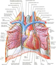 Drawing Of Heart and Lungs Lung Anatomy Diagram Thorax Lungs Heart Anatomy and