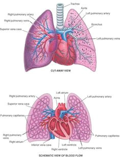 Drawing Of Heart and Lungs Lungs Diagram How Do We Breathe Lungs and Pleura Interactive