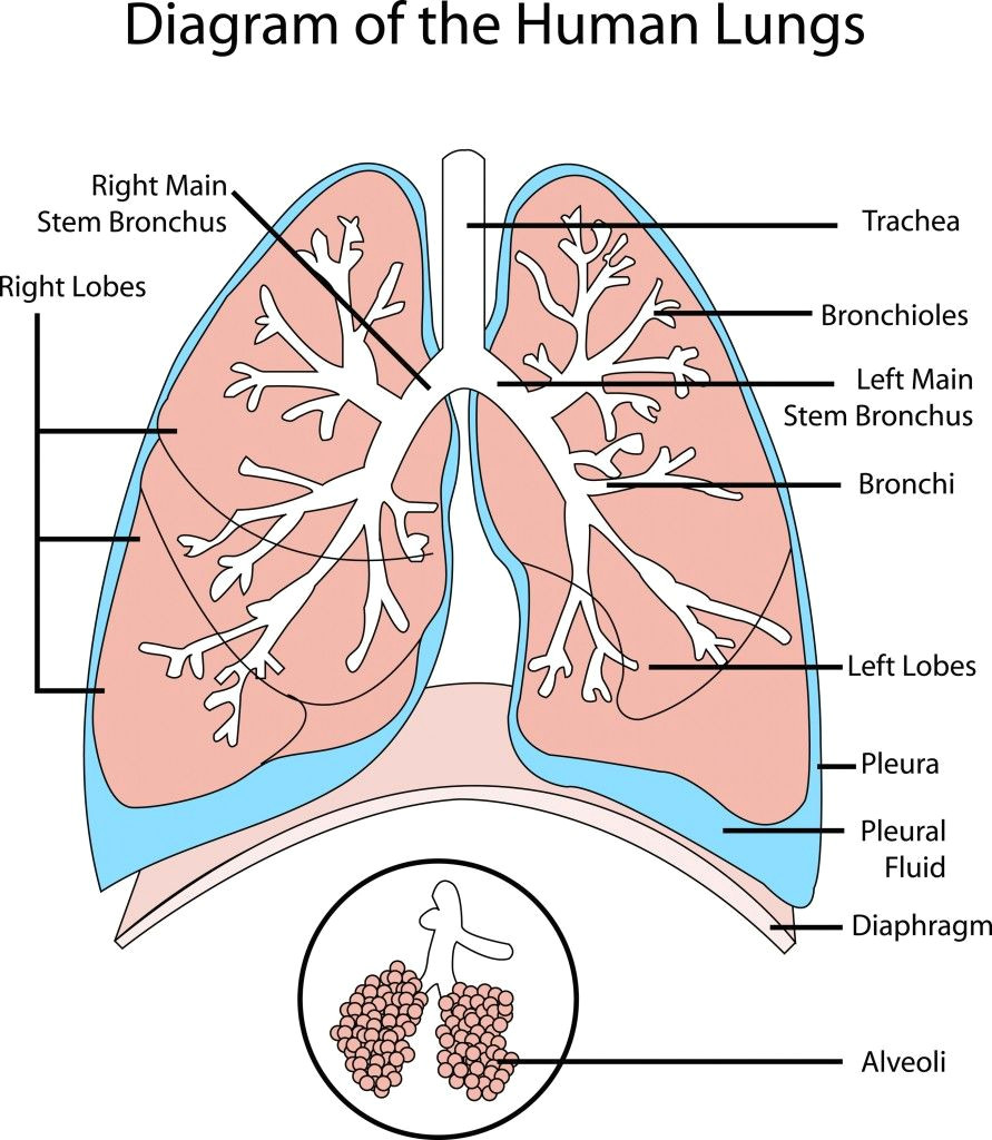 Drawing Of Heart and Lungs Lungs Diagram How Do We Breathe Lungs and Pleura Interactive