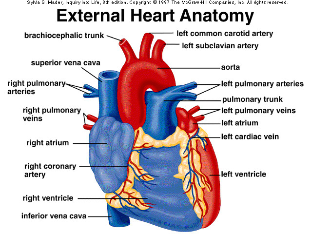 Drawing Of Heart Arteries External Anatomy Of Heart A P 2 Pinterest Heart Anatomy