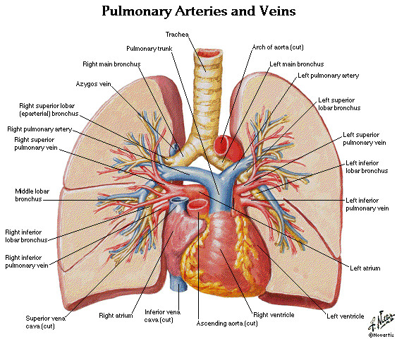 Drawing Of Heart Arteries Lung Anatomy Diagram Thorax Lungs Heart Anatomy and