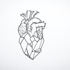 Drawing Of Heart Biology 137 Best Biology Drawing Images Botanical Illustration Botanical