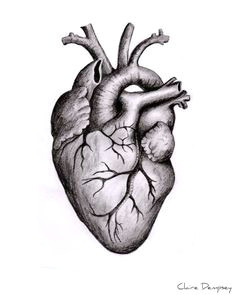 Drawing Of Heart Biology 137 Best Biology Drawing Images Botanical Illustration Botanical