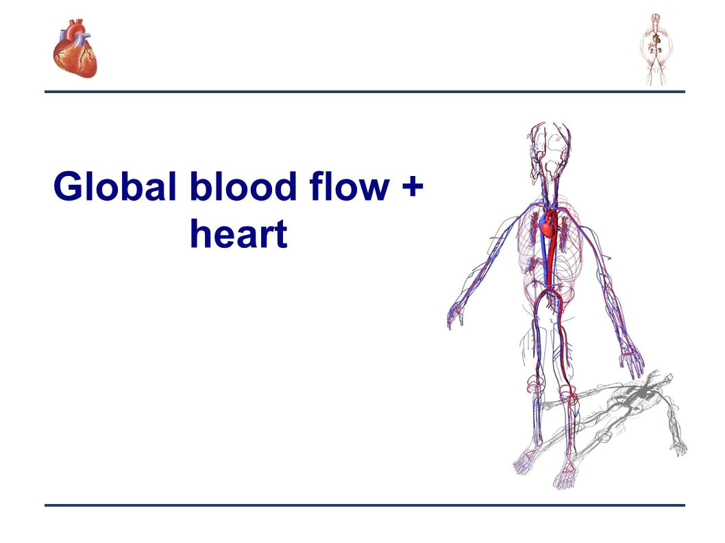Drawing Of Heart Blood Flow 1 1d 0d Coupled Algorithms for Haemodynamical Modeling Sergey