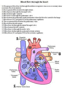 Drawing Of Heart Blood Flow Blood Flow Through the Heart Diagram and Written Steps Blood Flow