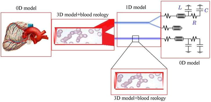 Drawing Of Heart Blood Flow Heart Blood Flow Diagram Worksheet Awesome 781334953464 Cardiac