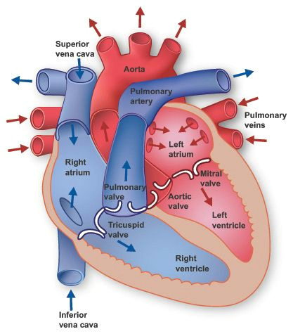 Drawing Of Heart Blood Flow Heart Ci Lln Gn La Fn Anatomy Heart Anatomy Circulatory System