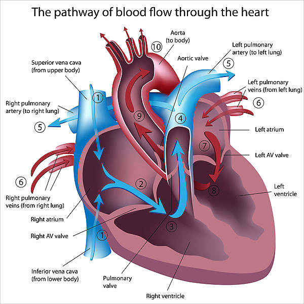 Drawing Of Heart Blood Flow How Your Heart Works Cardiac Health