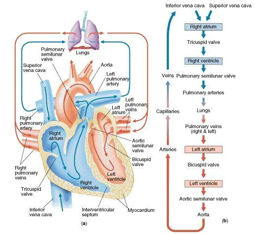 Drawing Of Heart Blood Flow Pin by Nursing and Nclex Mastery On Cardiac Nursing Heart Blood