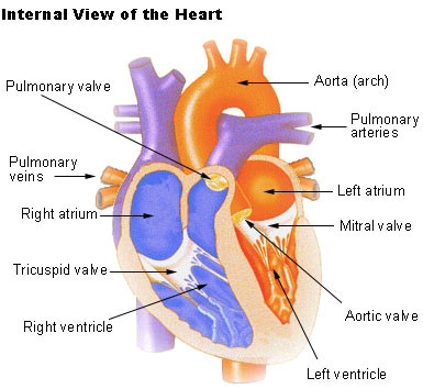 Drawing Of Heart Cancer Seer Training Structure Of the Heart