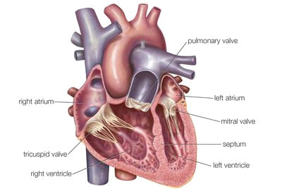 Drawing Of Heart Chambers Anatomy Of the Heart Diagram View