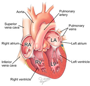Drawing Of Heart Chambers atrial Fibrillation About the Heart