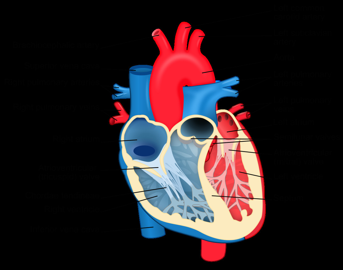 Drawing Of Heart Chambers Chordae Tendineae Wikipedia