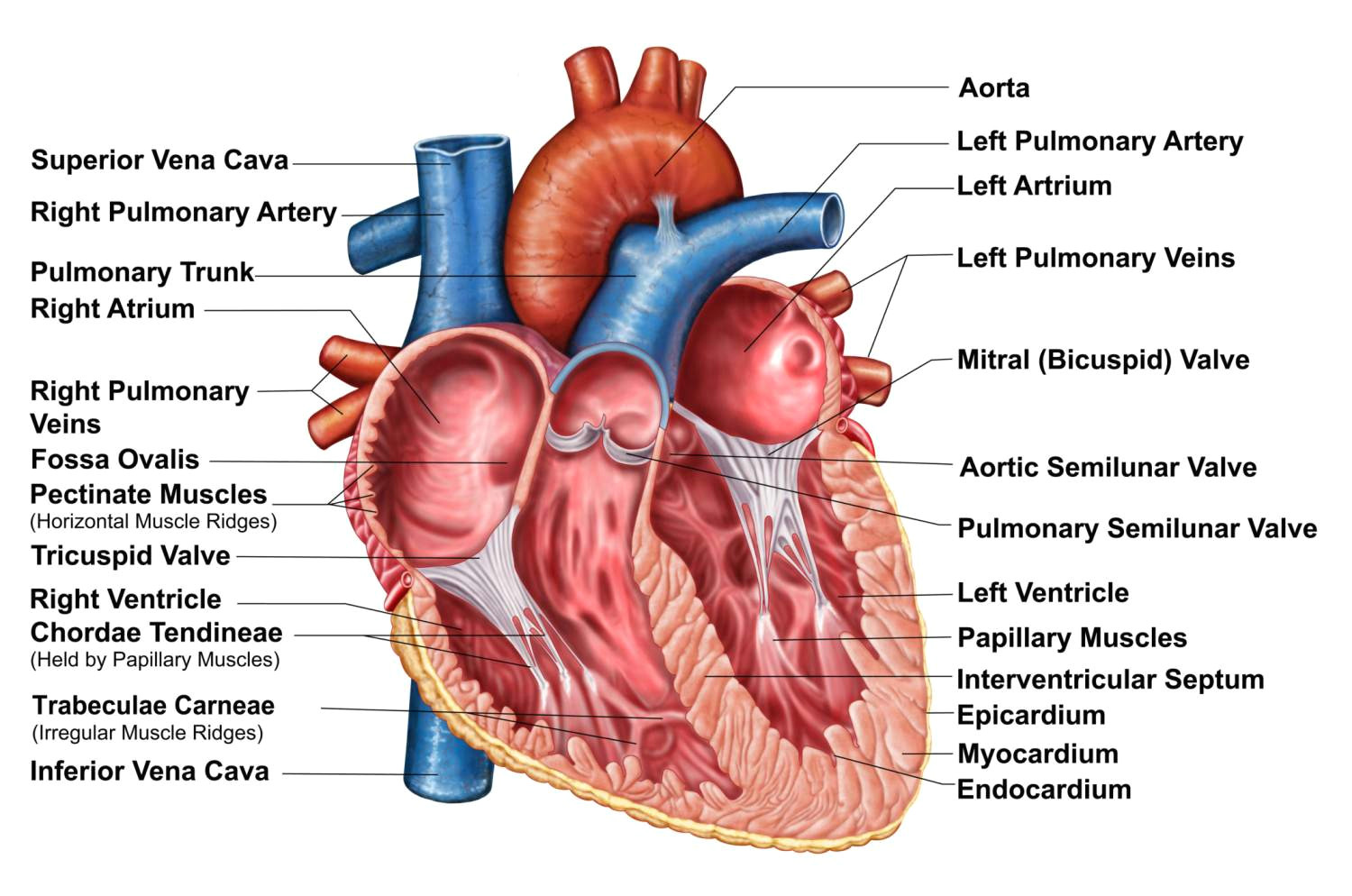 Drawing Of Heart Chambers Heart Wall Epicardium Myocardium and Endocardium
