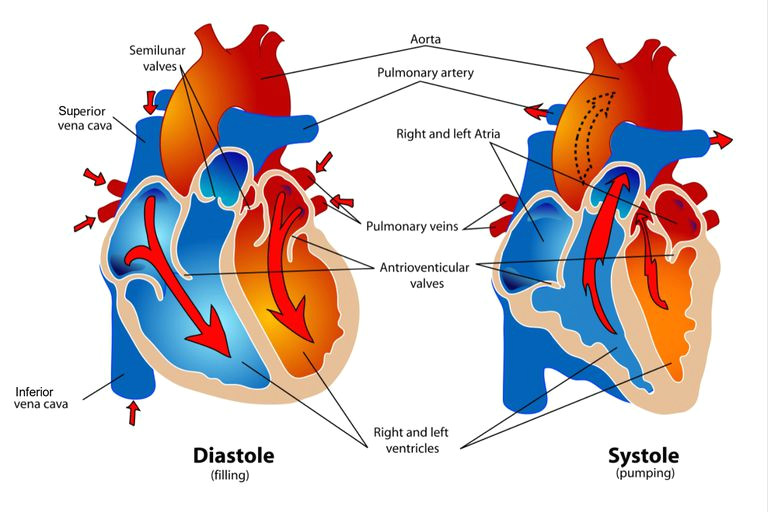 Drawing Of Heart Chambers Phases Of the Cardiac Cycle when the Heart Beats