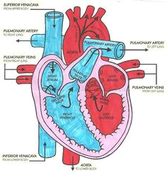 Drawing Of Heart Circulation 10 Facts About the Human Heart Anatomy Physiology Anatomy