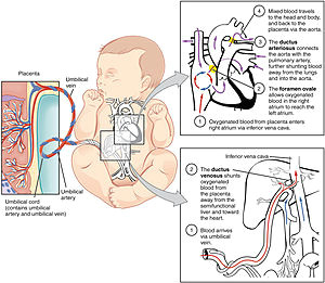 Drawing Of Heart Circulation Fetal Circulation Wikipedia