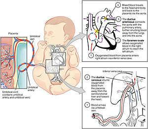Drawing Of Heart Circulation Fetal Circulation Wikipedia