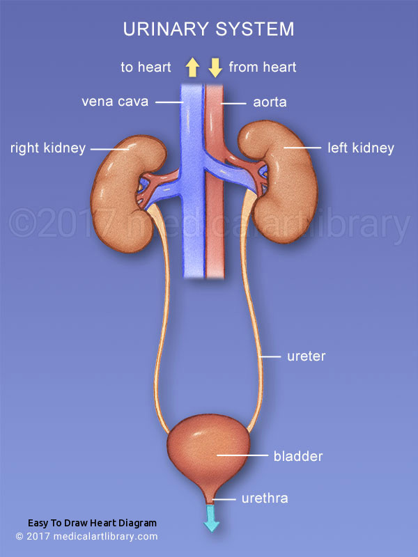 Drawing Of Heart Diagram Easy to Draw Heart Diagram Urinary System Diagram Medical Art