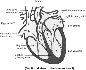 Drawing Of Heart Diagram Free Human Heart Sketch Diagram Download Free Clip Art Free Clip